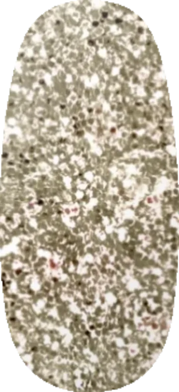 Champagne swatch
